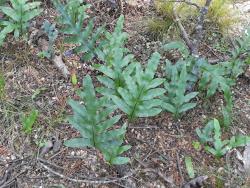 Lecanopteris pustulata. Entire to pinnatifid sterile fronds growing on the ground.
 Image: L.R. Perrie © Leon Perrie CC BY-NC 3.0 NZ